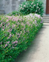 Syringa meyeri Palibin 4xv mDb 150- 175 cm kräftig