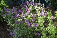 Syringa meyeri Palibin 4xv mDb 150- 175 cm kräftig