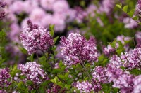 Syringa meyeri Palibin 4xv mDb 150- 175 cm kräftig