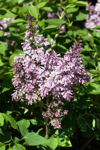 Syringa patula Miss Kim kräftig 4xv mb 150-175 cm kräftig