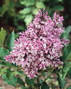 Syringa patula Miss Kim kräftig 4xv mb 150-175 cm kräftig