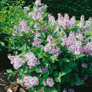 Syringa patula Miss Kim kräftig 4xv mb 150-175 cm kräftig