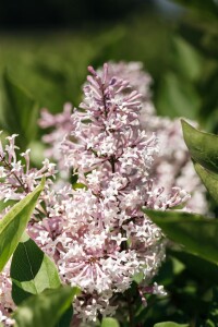 Syringa patula Miss Kim kräftig 4xv mb 150-175 cm kräftig