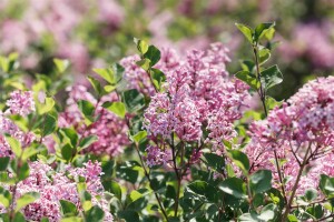 Syringa patula Miss Kim kräftig 4xv mb 150-175 cm kräftig