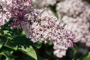 Syringa patula Miss Kim kräftig 4xv mb 150-175 cm kräftig