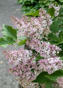 Syringa patula Miss Kim kräftig 4xv mb 150-175 cm kräftig