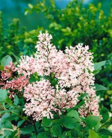 Syringa patula Miss Kim kräftig 4xv mb 150-175 cm kräftig