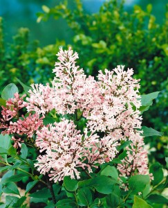 Syringa patula Miss Kim kräftig 4xv mDb 175- 200 cm kräftig