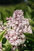 Syringa patula Miss Kim kräftig 4xv mDb 175- 200 cm kräftig