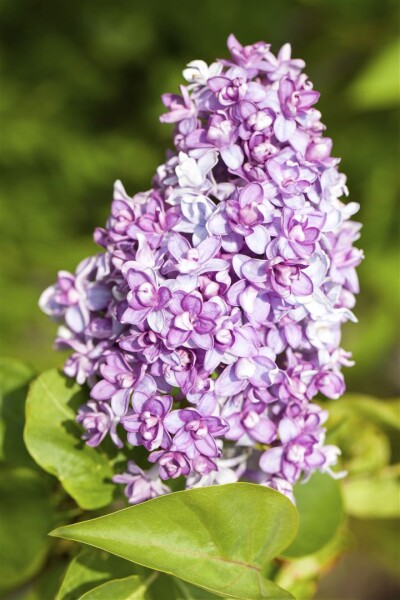 Syringa vulgaris C3 60-100