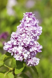 Syringa vulgaris C3 60-100