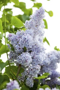 Syringa vulgaris C3 60-100