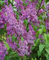 Syringa vulgaris C3 60-100