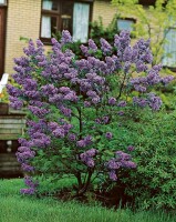 Syringa vulgaris C3 60-100