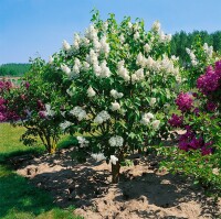 Syringa vulgaris C3 60-100