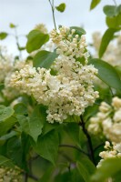 Syringa vulgaris C3 60-100