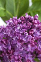 Syringa vulgaris C3 60-100