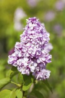 Syringa vulgaris C3 60-100