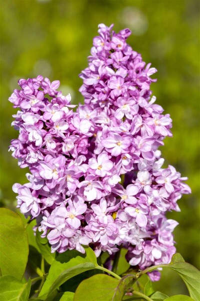 Syringa vulgaris Andenken an Ludwig Späth 60- 80 cm