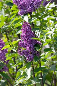 Syringa vulgaris Andenken an Ludwig Späth 60- 80 cm