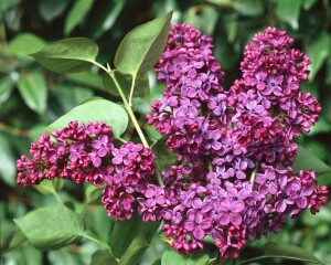 Syringa vulgaris Andenken an Ludwig Späth 60- 80 cm