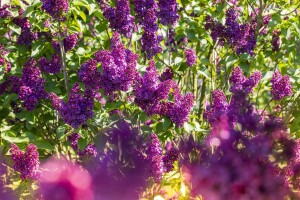 Syringa vulgaris Andenken an Ludwig Späth 60- 80 cm