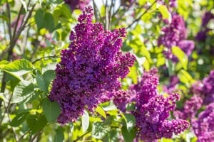 Syringa vulgaris Andenken an Ludwig Späth 60- 80 cm