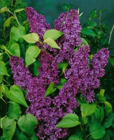 Syringa vulgaris Andenken an Ludwig Späth 60- 80 cm