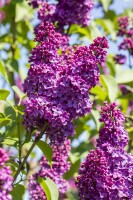 Syringa vulgaris Andenken an Ludwig Späth 60- 80 cm