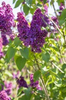 Syringa vulgaris Andenken an Ludwig Späth 60- 80 cm