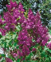 Syringa vulgaris Andenken an Ludwig Späth 60- 80 cm