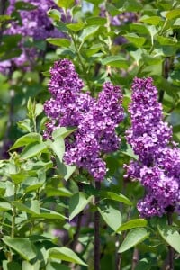 Syringa vulgaris Andenken an Ludwig Späth kräftig 3xv 125- 150 cm cm kräftig