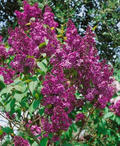 Syringa vulgaris Andenken an Ludwig Späth kräftig 3xv 125- 150 cm cm kräftig