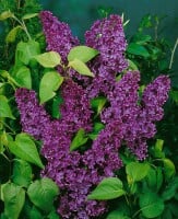 Syringa vulgaris Andenken an Ludwig Späth kräftig 3xv 125- 150 cm cm kräftig