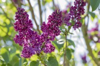 Syringa vulgaris Andenken an Ludwig Späth kräftig 3xv 125- 150 cm cm kräftig