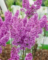 Syringa vulgaris Andenken an Ludwig Späth kräftig 3xv 125- 150 cm cm kräftig