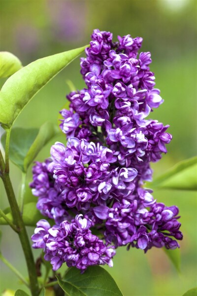 Syringa vulgaris Charles Joly 60- 80 cm