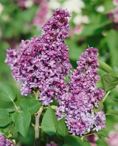 Syringa vulgaris Charles Joly 60- 80 cm