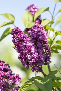 Syringa vulgaris Charles Joly 60- 80 cm