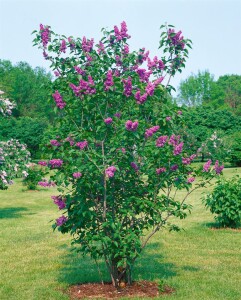 Syringa vulgaris Charles Joly 60- 80 cm