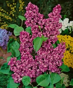 Syringa vulgaris Charles Joly 60- 80 cm