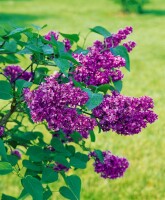 Syringa vulgaris Charles Joly 60- 80 cm