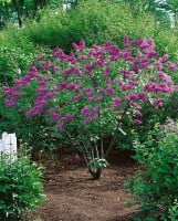 Syringa vulgaris Charles Joly 60- 80 cm