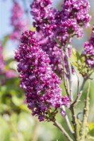 Syringa vulgaris Charles Joly 60- 80 cm