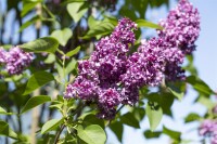 Syringa vulgaris Charles Joly 60- 80 cm