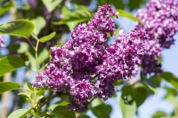 Syringa vulgaris Charles Joly 60- 80 cm