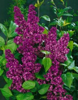 Syringa vulgaris Charles Joly 60- 80 cm