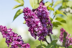 Syringa vulgaris Charles Joly Sta C7,5 Sth100