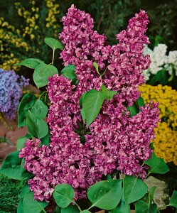 Syringa vulgaris Charles Joly Sta C7,5 Sth100