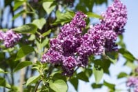 Syringa vulgaris Charles Joly Sta C7,5 Sth100